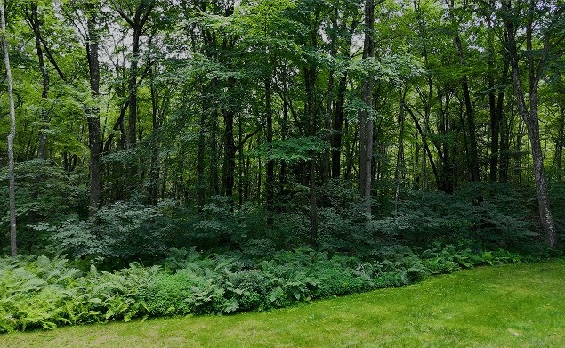 Backed Onto Woodland